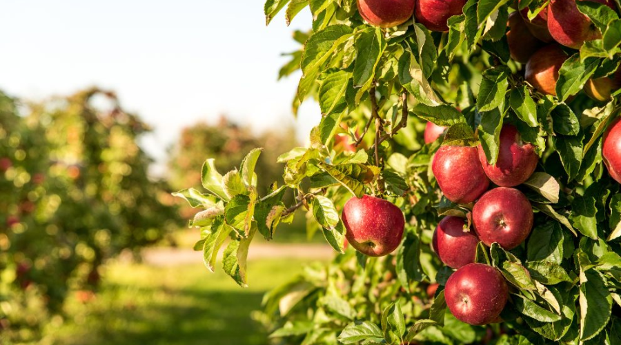 From Seedling To Harvest: How To Grow Tasty Apples At Home